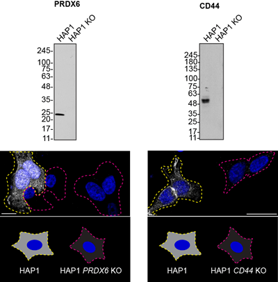 YCharOS data - Western blot and immunofluorescence data for HAP1 CD44 and PRDX6 KO cell lines