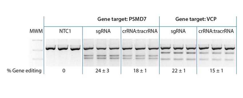 Synthetic guide RNAs co-delivered with Cas9 nuclease protein