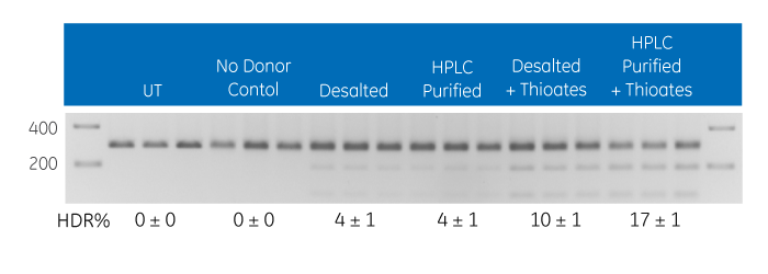 Gene editing utilizing HDR at the EMX1 locus with multiple DNA donor oligo options