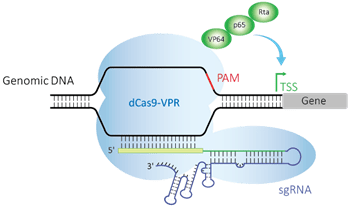 dCas9-VPR system with sgRNA and crRNA:tracrRNA