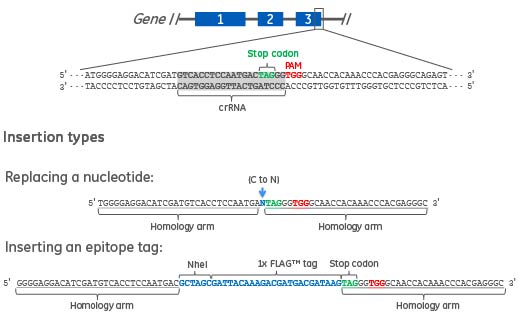 Designing DNA Donor Oligos HDR