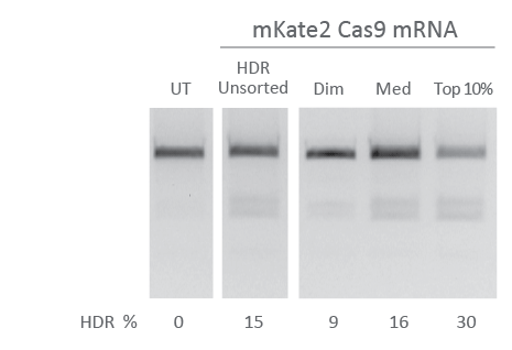 Fluorescent Cas9 mRNA enables enrichment of HDR edited cells